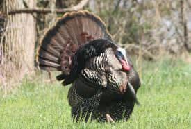 Gobblers work the open fields.