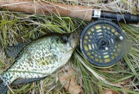 A spring crappie caught after a shoreline stalk. 