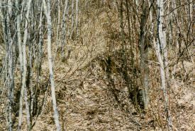 The trail to your stand site should appear to be nothing more than an ordinary deer trail.