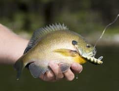 This bluegill crushed a Rapala minnow that was slow-trolled.