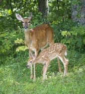 With a condensed rut, more does conceive over a shorter period, which means fawns are also born within a smaller timeframe. The influx of new fawns overwhelms predators and fewer fawns are caught, meaning much higher fawn recruitment.