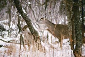 Does may seem ruthless when demanding proper behavior from their young, but they only have two years to teach them how to survive in the wild on their own. The whitetail rule seems to be: spare the kick, ruin the fawn.