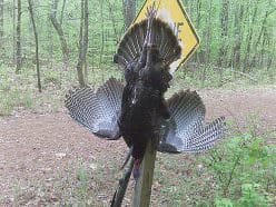 Taking time to pattern your turkey gun will lead to springtime success. Photo: Andy Douglas