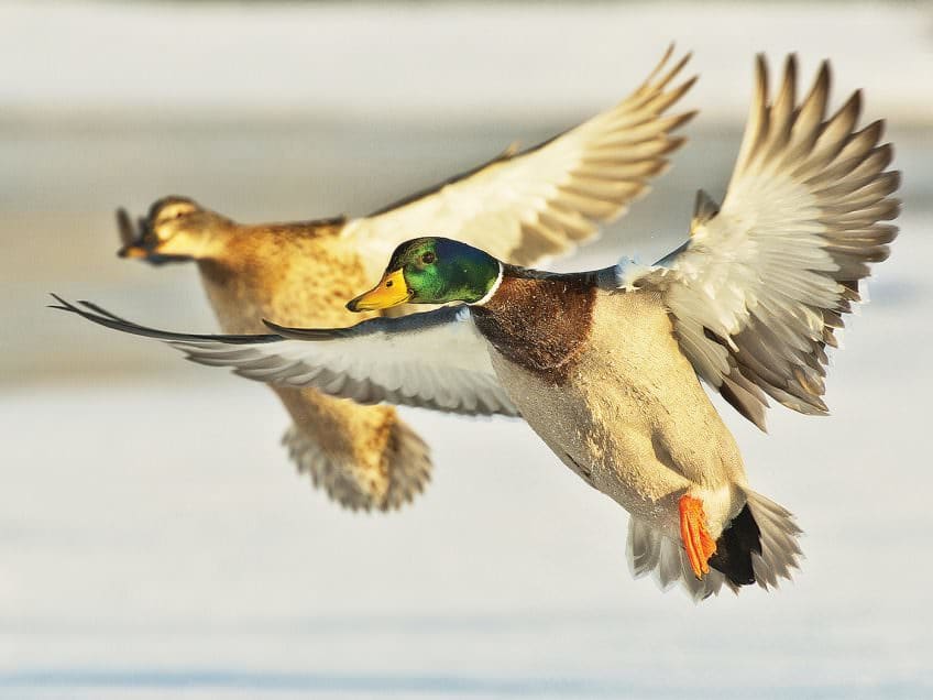 Pair of Mallards