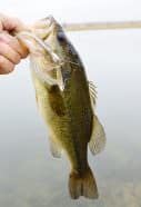 This fish hit the Casey’s Runner head rigged with a 3-inch Emerald Shiner Power Minnow fished over submerged weeds in 9 feet of water; it was allowed to drop at the edge of the weed island.