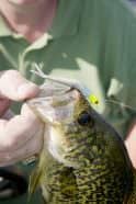 Crappies, just like bass, prefer lush vegetation. Don’t be afraid to plunk in the thick stuff when probing for slabs in high sun.