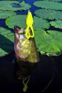 Hopping and swimming these lures around lily pads works well. Photo: Ron Kruger
