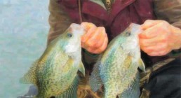 Two big crappies caught while ice fishing