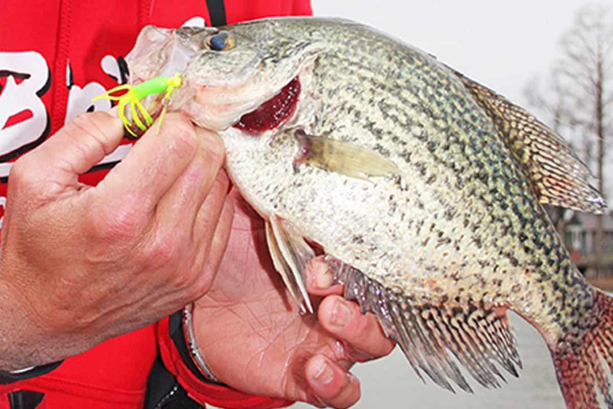 Crappie Fishing A Creek With A Jig 