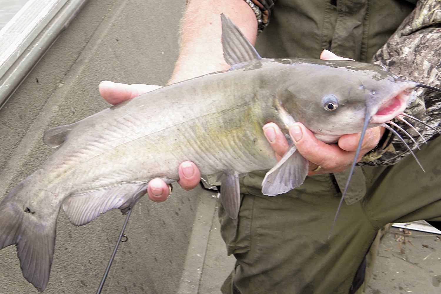 For More River Catfish, Try Drifting 'Crawlers - MidWest Outdoors