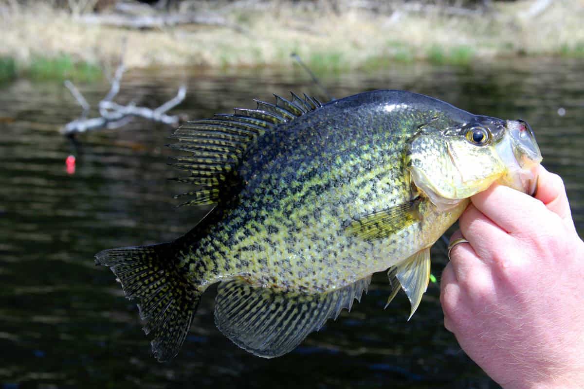 Wading For Crappie : Fishing Shallow for Springtime Crappie