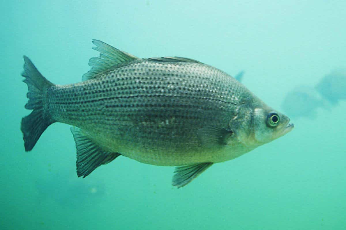White Bass: Underappreciated St. Clair Target - MidWest Outdoors
