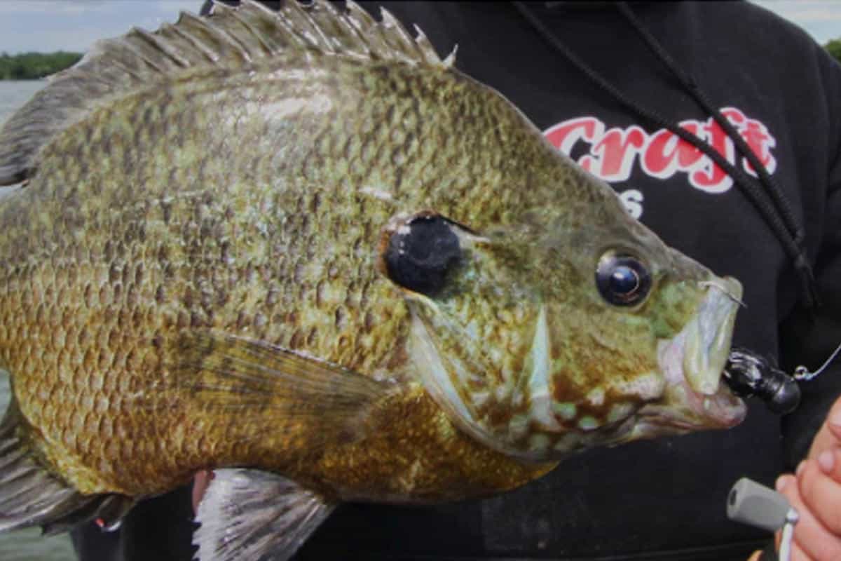 Panfish: the Other Side of Lake St. Clair's Bounty - MidWest Outdoors
