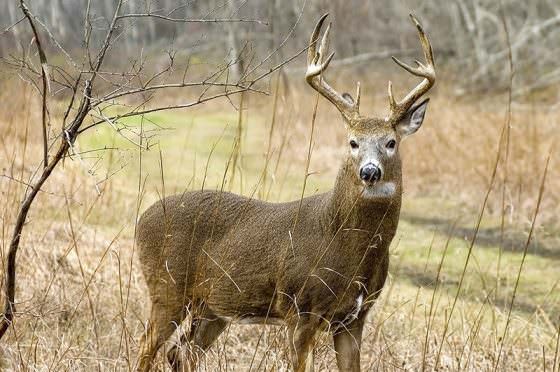 big whitetail buck