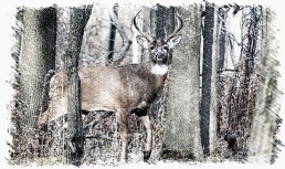 whitetail buck in woods