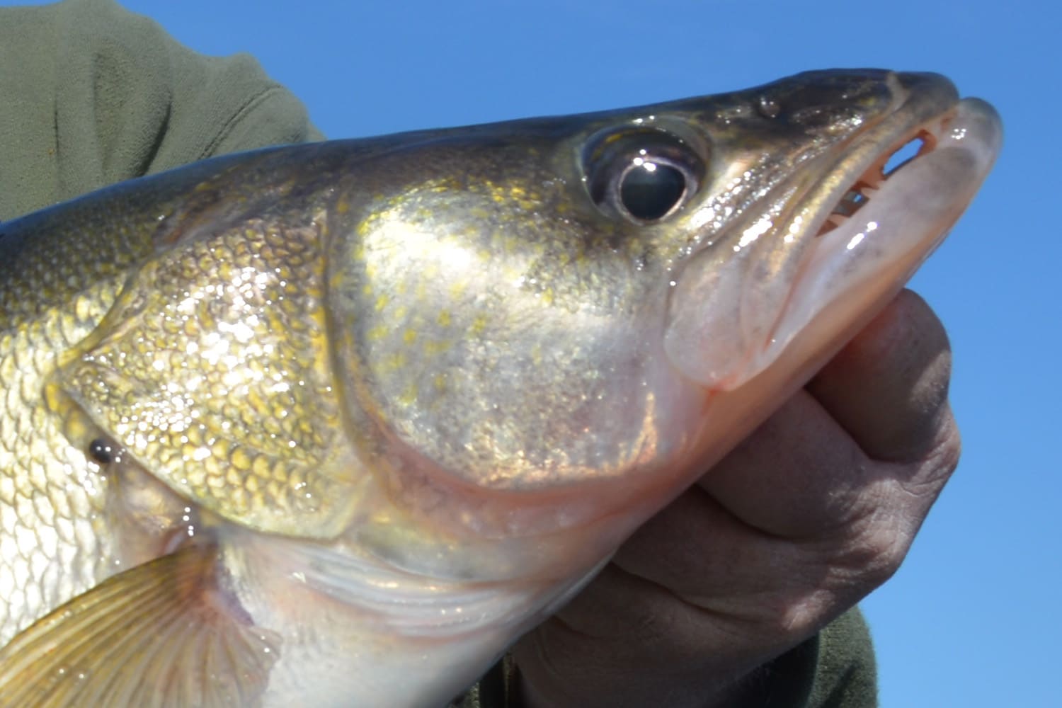 November Winds mean Big River Walleyes - MidWest Outdoors