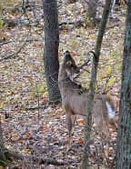 A buck works a licking branch.