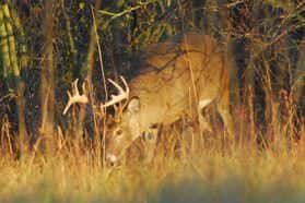 Bucks rely immensely on their noses.