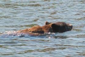 A bear swims from an island shore lunch spot to the mainland after finishing off some scraps.
