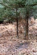 A dominant breeding buck scrape in late October (note broken boughs above the scrape).