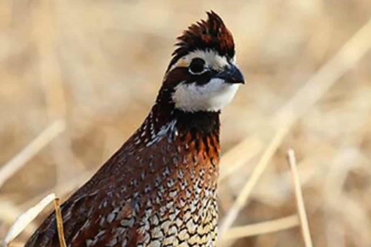 Kentucky Rabbit and Quail Season at a Glance MidWest Outdoors