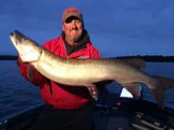 One-two Fall Muskie Punch - MidWest Outdoors