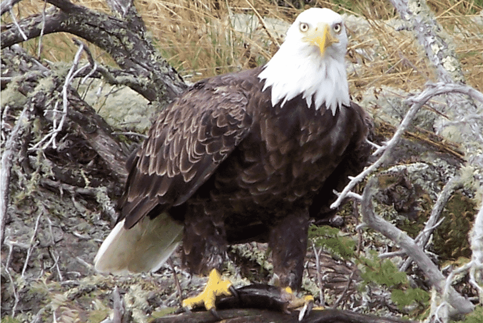 fletcher lake lodge Feature MidWest Outdoors