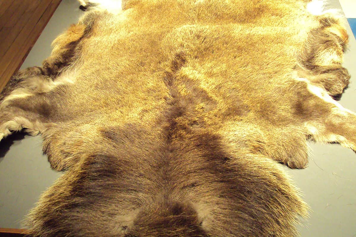 You Ve Got Your Deer What Can Do, Deer Skin Rugs How To Make