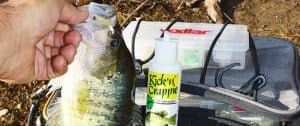 A Panfish Road Runner with Kick’n Crappie, fished under a float with a pull-n-pause retrieve, while bouncing in a slight chop, helped to catch this nice crappie along with several others holding on wintering brush area in late December.