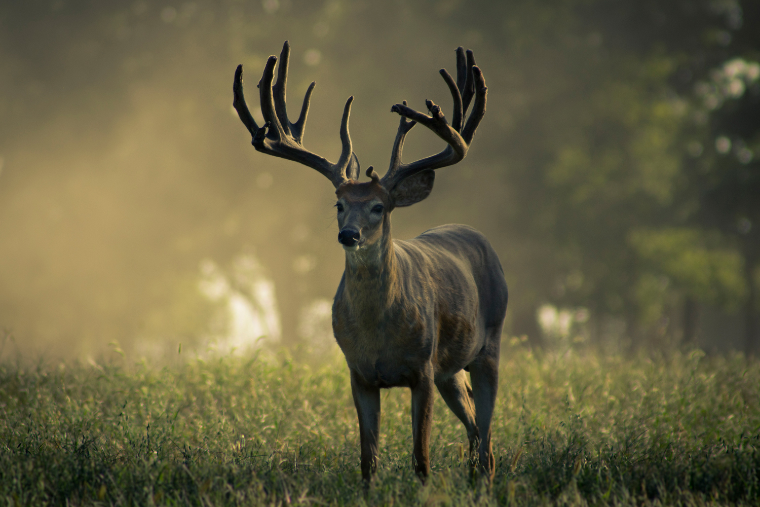 Pope And Young Scoring System MidWest Outdoors