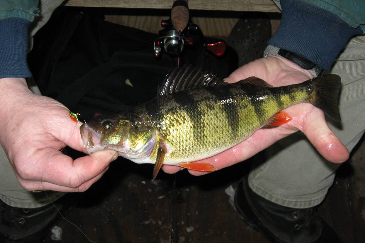 Tricks for Working Pods of Deep-water Perch - MidWest Outdoors