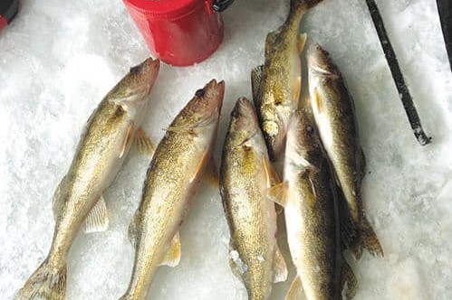 Tipping up' for Early-ice Pike and Walleyes - MidWest Outdoors