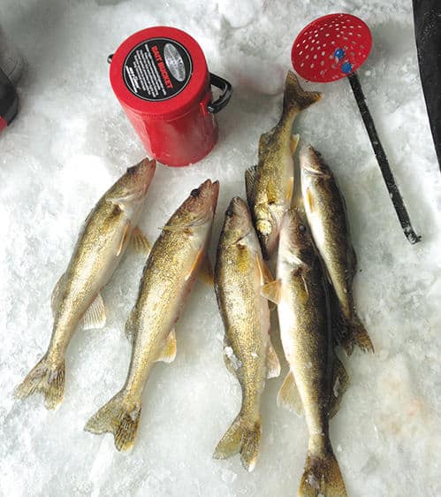 Get After Early-ice Walleyes - MidWest Outdoors