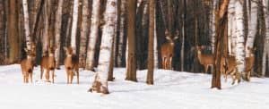 Fewer than half of the less than 10 percent of the bucks that become dominant, breeding bucks are likely to become Boone and Crockett record-book bucks.