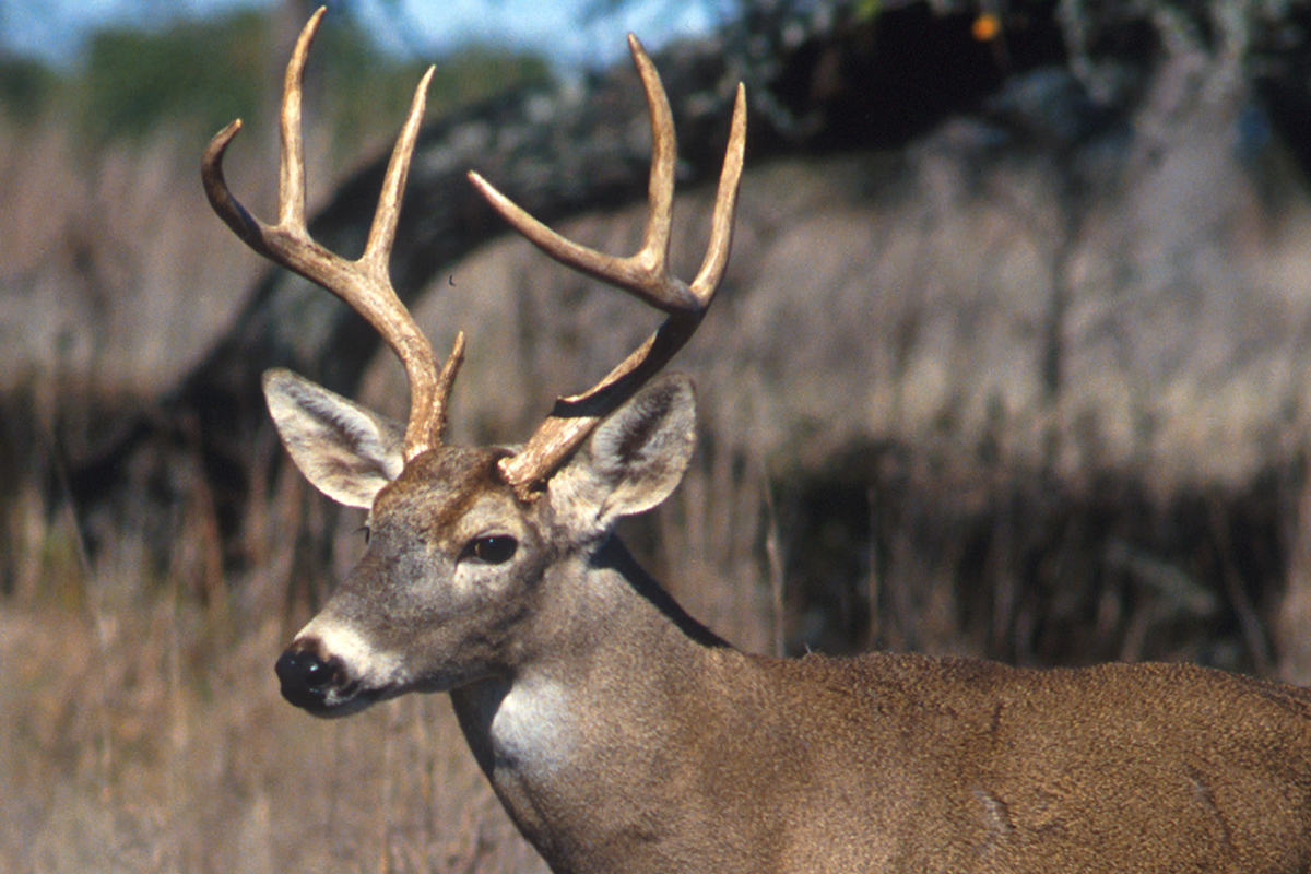 Kentucky’s Deer Hunters Continue Setting Records - MidWest Outdoors