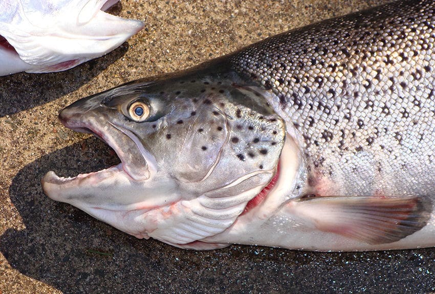 Flies, Spinners or Live Bait: It's all True Trout Fishing