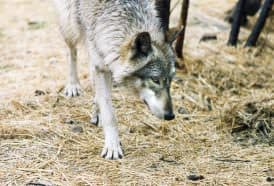 Allowing wolves to overwhelm their food supply is no way to manage them.