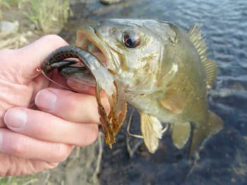 Try Something Offbeat for Bass this Summer - MidWest Outdoors