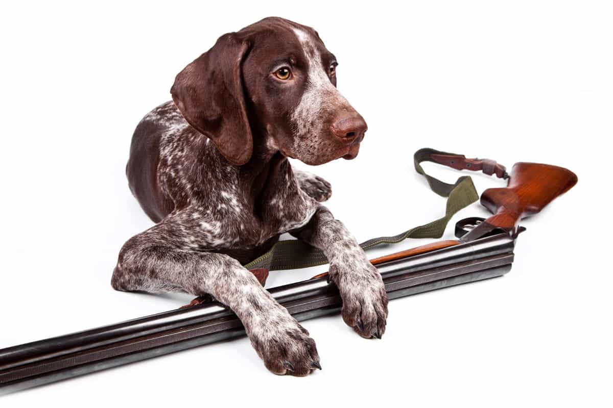Make Sure Your Dog is as Ready as Your Gear - MidWest Outdoors