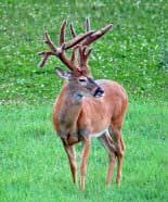 A shorter rut means a buck keeps more weight going into winter. In the spring, if a buck is run-down, nutrients are diverted to rebuilding their body first, so antler size suffers; the buck shown isn’t suffering from this. Photo: Todd Amenrud