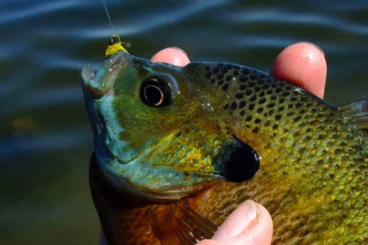 Bluegills on Light Fly Gear: Sporty and Tasty - MidWest Outdoors