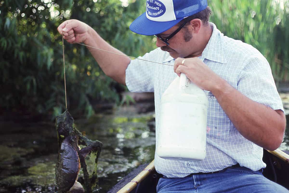 Easy to Catch, Tasty on the Table, Snapping Turtles Abound