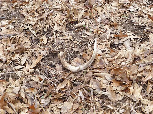 Finding sheds is a great way to know which bucks survived the season