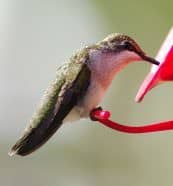 Hummingbird feeders are an inexpensive, effective way to bring one of nature’s most unique creatures to your backyard. Photo: Ron Kruger