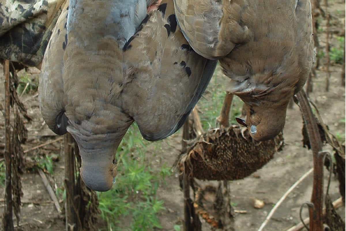 flying doves