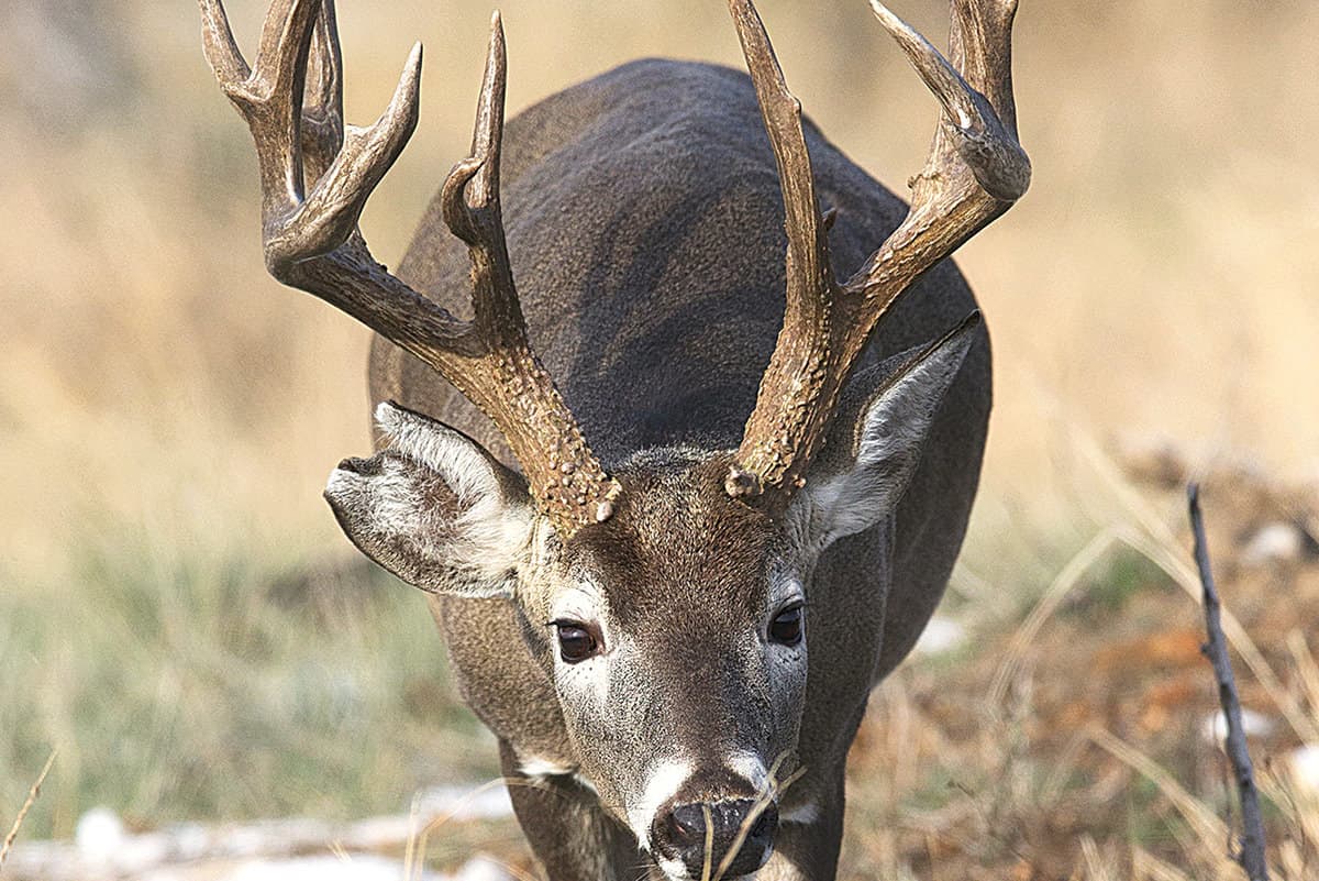 Full Potential Doe Estrus Rut Scent for Deer Hunting - Doe Pee Buck  Attractant for Whitetail Deer - Buck Urine Deer Scent for Mock Scrapes,  Drags, and