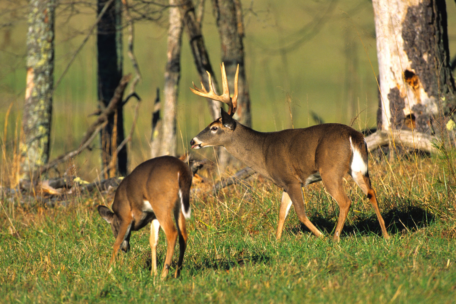 The Perfect Enticement for Early-season Bucks - MidWest Outdoors