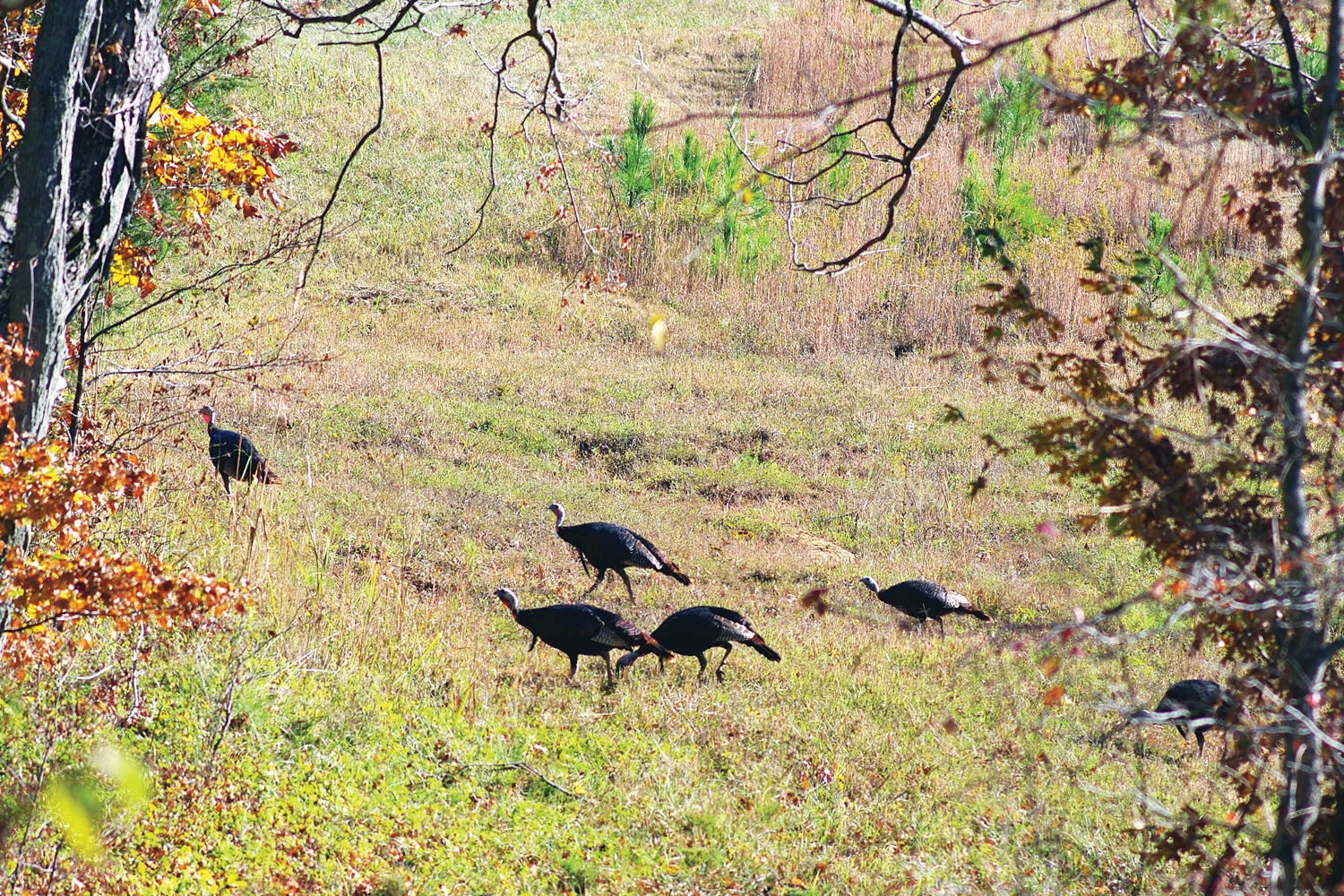 Precision Roosting, Real Calling Ray Eye Tackles Fall Turkeys