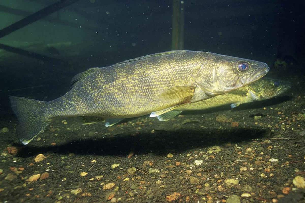 List of Fish Species in Lake Sharpe 2024 [Factscategory]