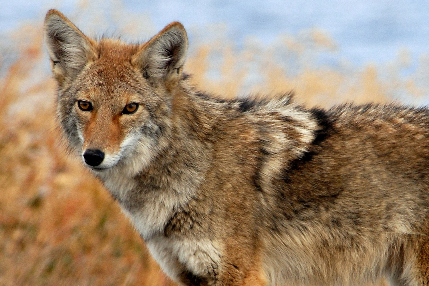 Proven tips to effectively bait, hunt coyotes